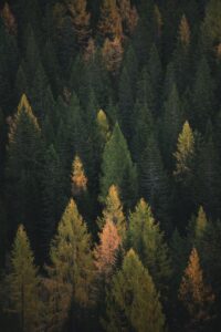Motive ESG - An aerial photo of pine trees